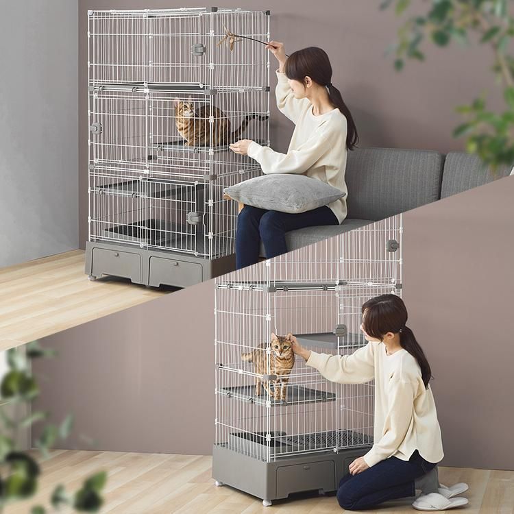 公式 猫