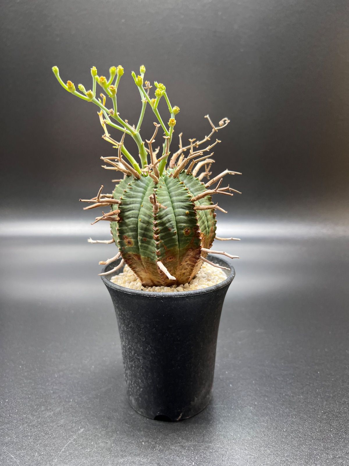 ✨希少✨ 螺旋バリダ × スーパーブラックバリダ 実生 ユーフォルビア