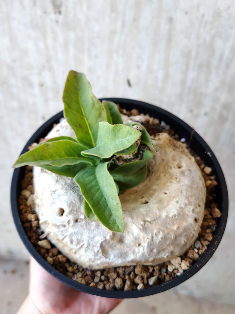 ブラキステルマ バーベラエ 竜卵窟 現地株 ブラキステルマ バーベラエ 竜卵窟 現地株