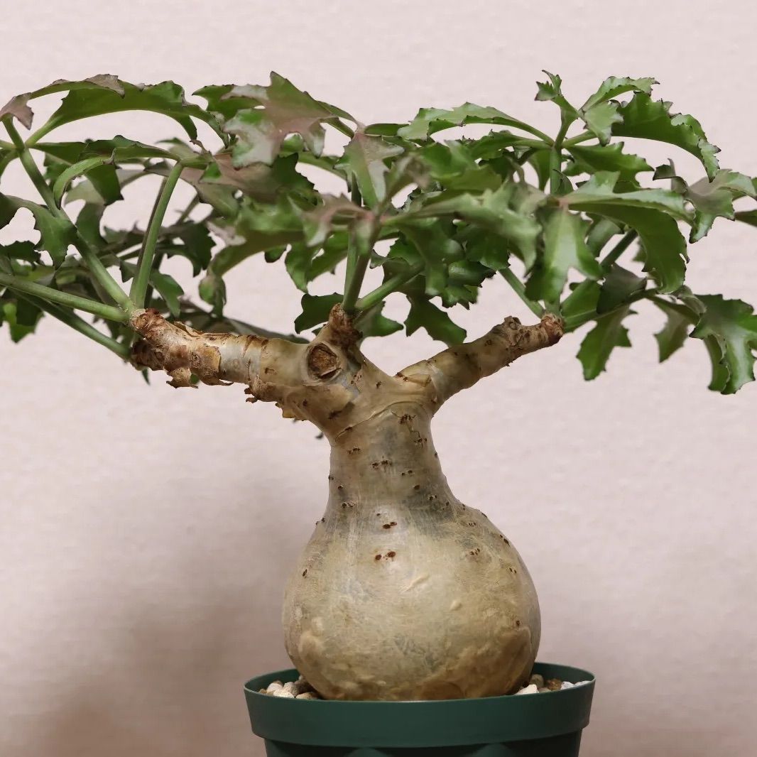 Cyphostemma betiforme 発根済 キフォステンマ ベティフォルメ ナロー