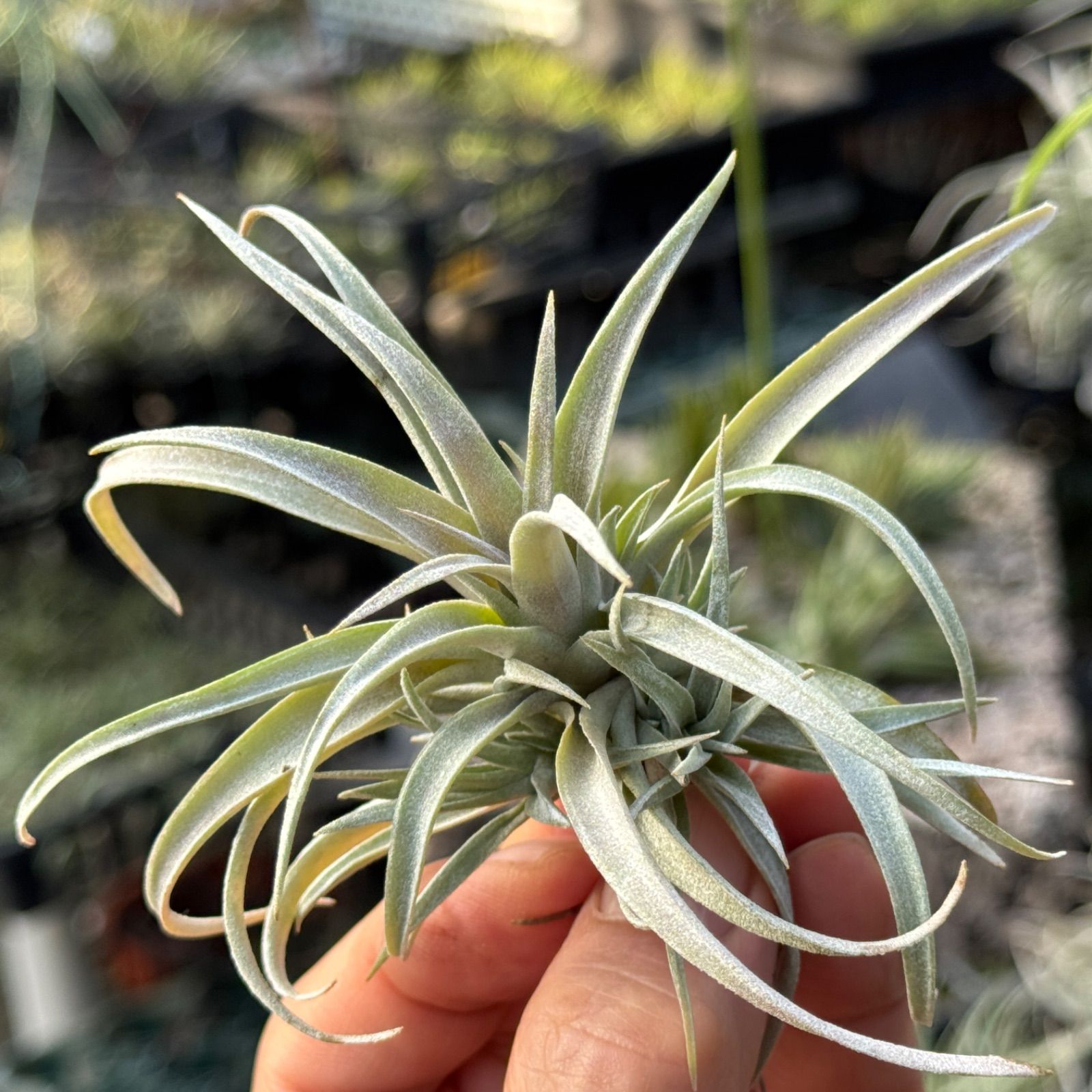 【現品・即購入OK】チランジア・カピタータ　クランプ　群生　特大　全幅約45cm itanse_air00015