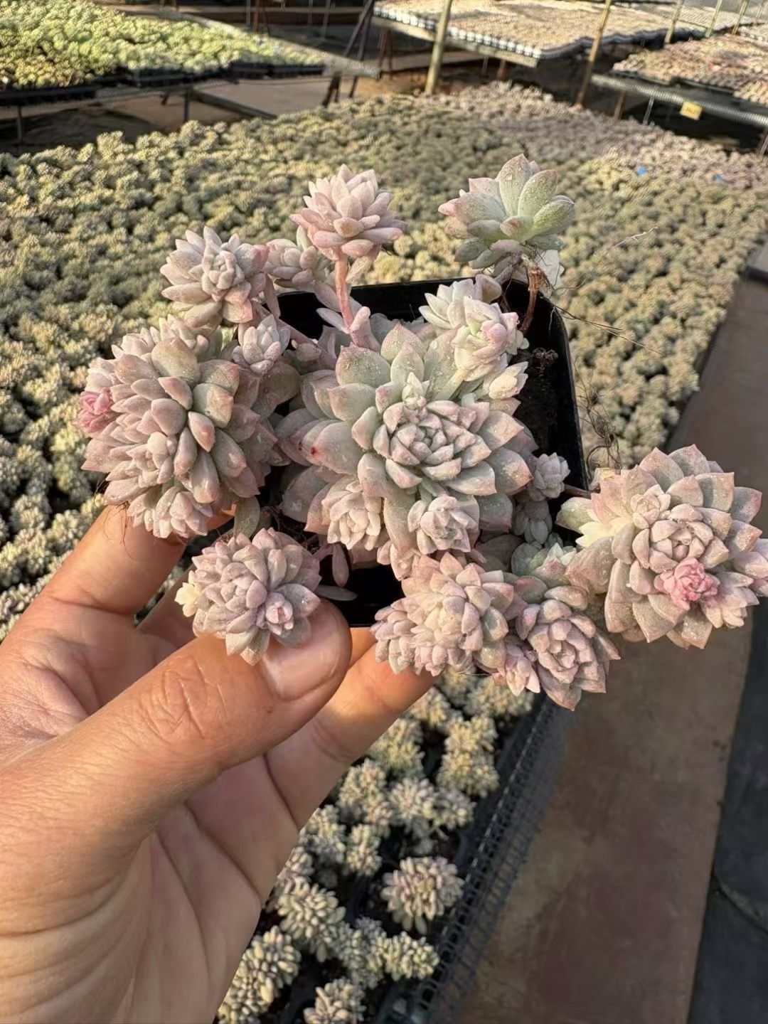 抜き苗 ピンクマン錦 XJB508×50株 ふっくら 多肉植物 エケベリア