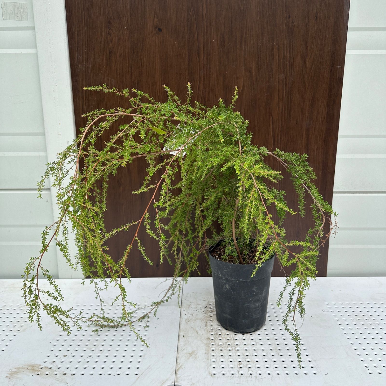 現品］44番 創樹 オリーブ ネバディロブランコ 7号 観葉植物