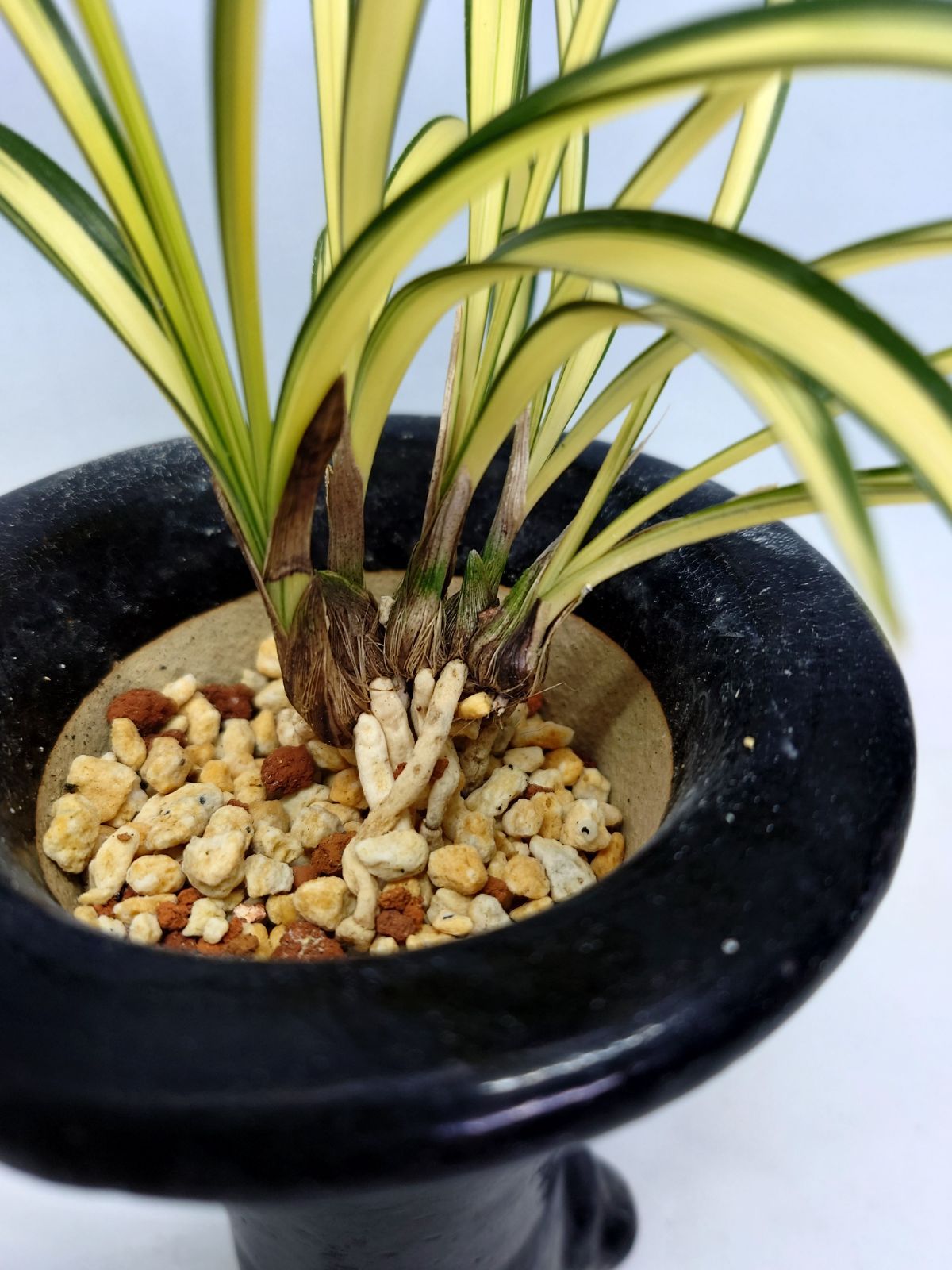 春蘭 金閣宝 【公式通販】