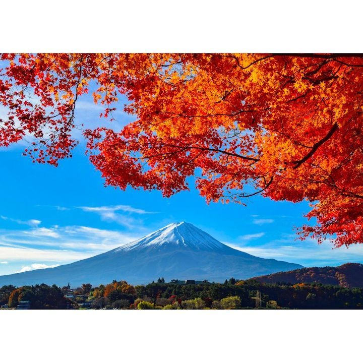 絵画風 壁紙ポスター (はがせるシール式) -地球の撮り方- 河口湖の紅葉まつりと富士山 キャラクロ C-ZJP-036A1 (A1版 830mm×585mm) ＜日本製＞ ウォールステッカー お風呂ポスター