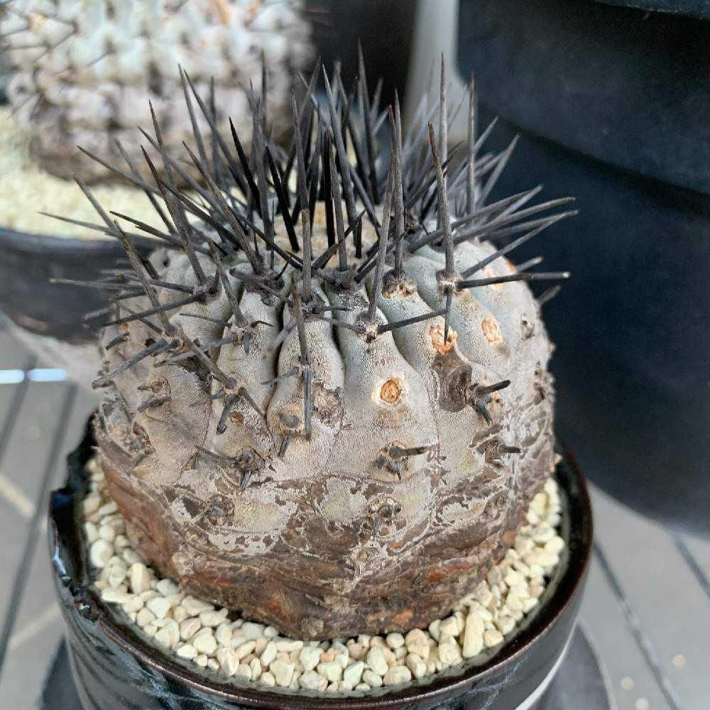黒王丸 実生 鉢植えメルカリ便送料込み copiapoa 黒王丸 実生 - メルカリ