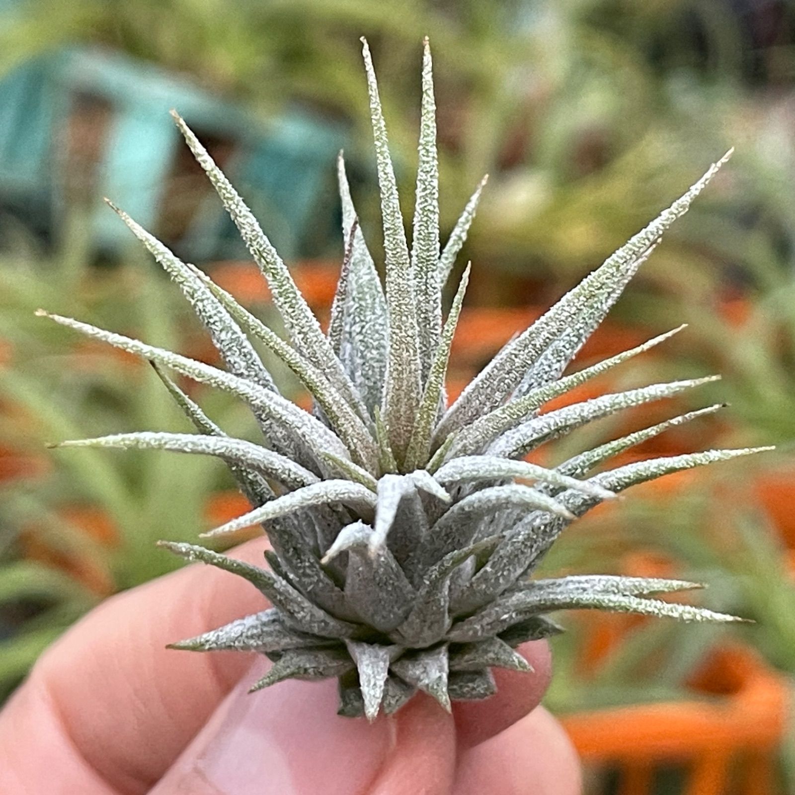 チランジア イオナンタ ディファレンテ/ディファレント Tillandsia