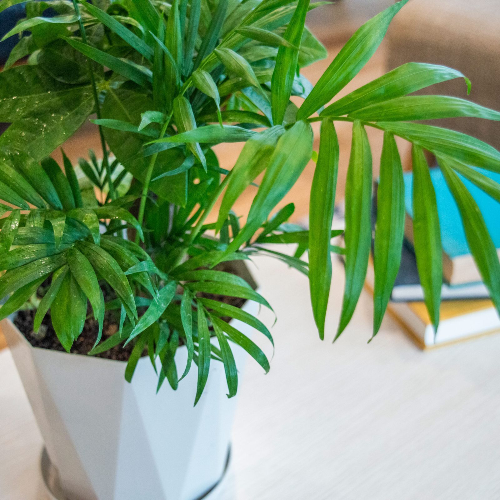 メルカリshops 観葉植物の寄せ植え パキラ ポトス テーブルヤシ 5号 土植え