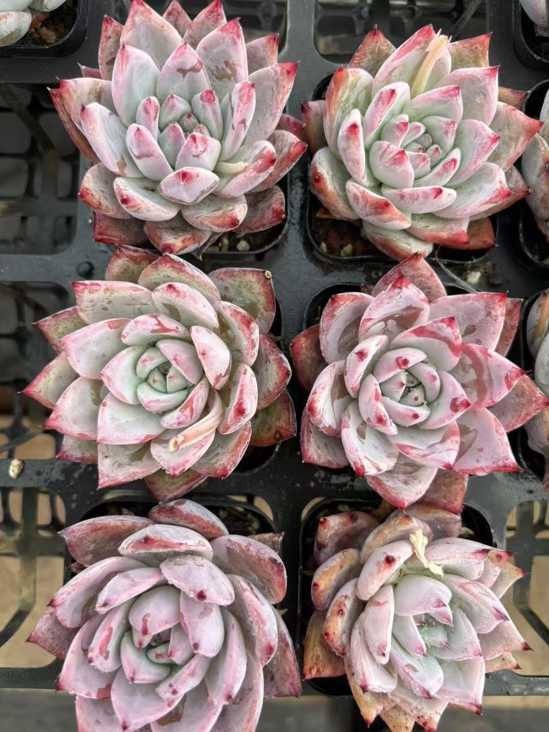 50株の抜き苗セット】コロラータ 多肉植物 佐川急便発送 エケベリア