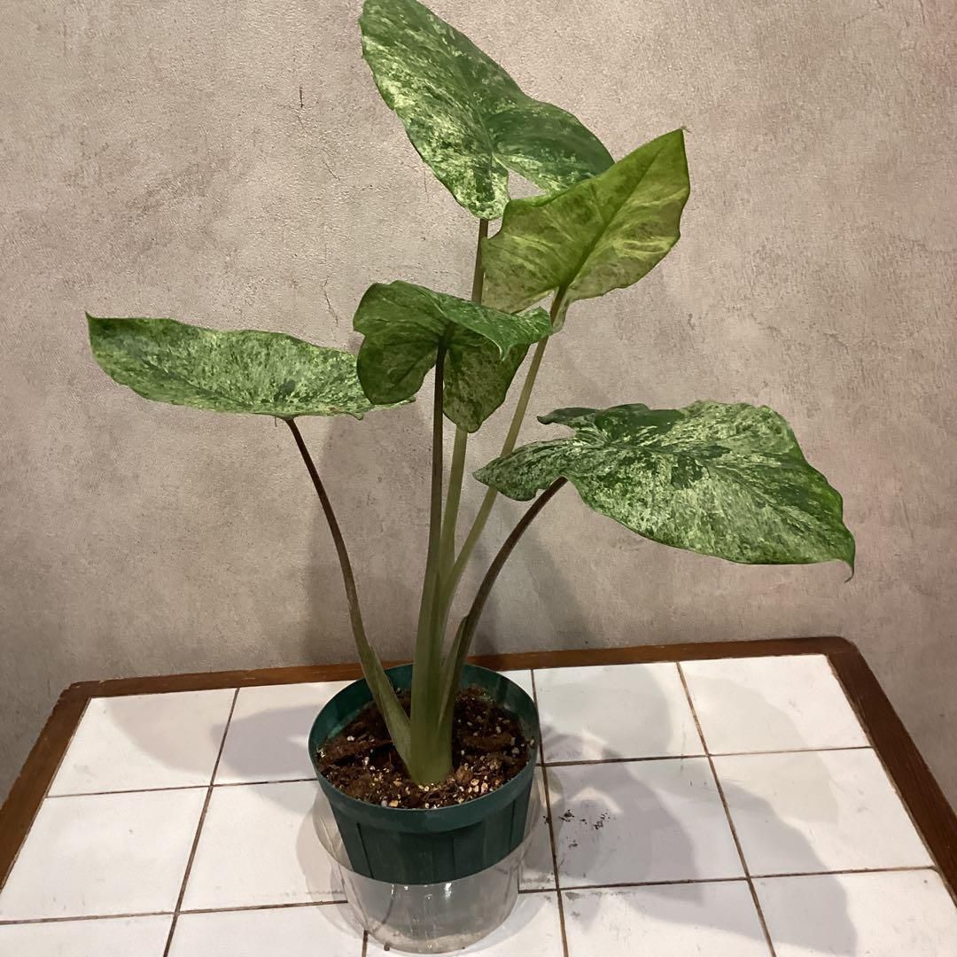 希少❗️アロカシア❤️マクロリザ カモフラージュ 4号鉢 - メルカリ