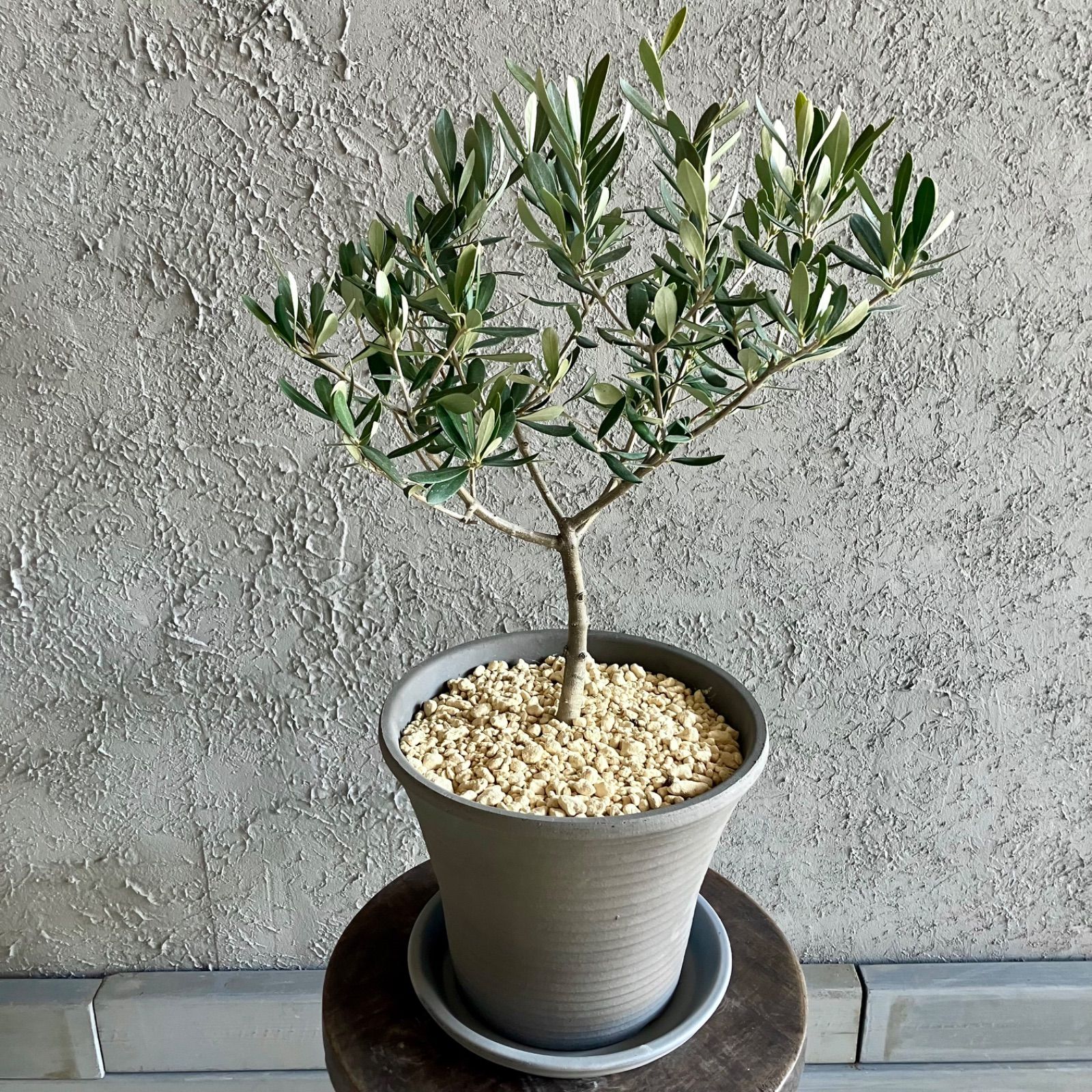 souju 創樹 マンザニロ テラコッタ鉢植え 苗