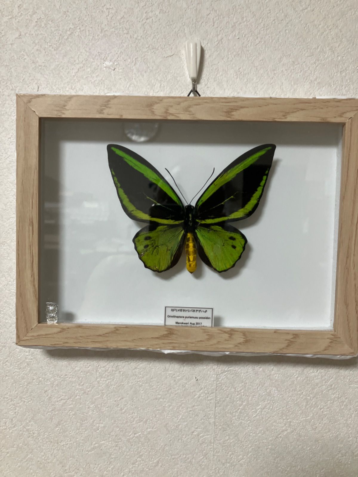 Bミドリトリバネアゲハ♂約17☓23☓2.5cm - メルカリ Bミドリトリバネアゲハ♂約17☓23☓2.5cm - メルカリ