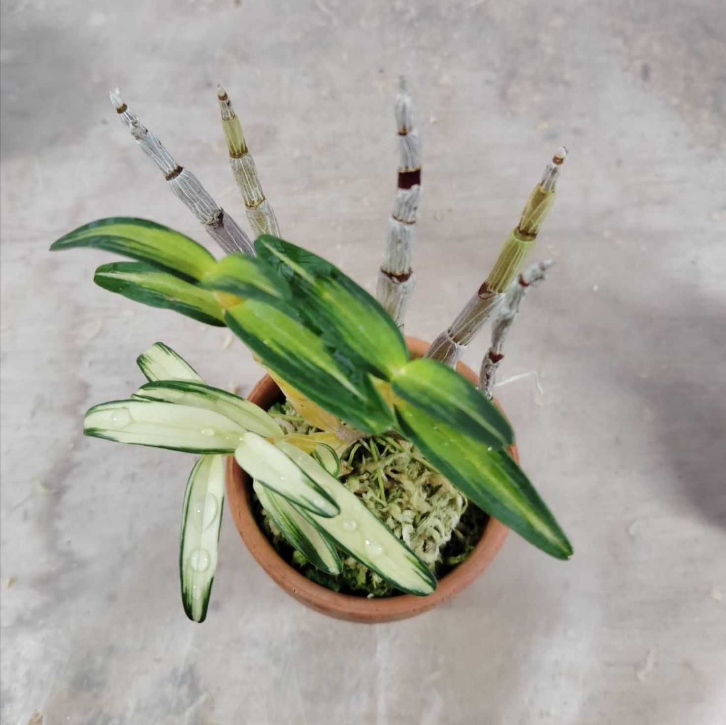 富貴蘭☆米良の彗星☆長生蘭/セッコク/山野草 大得価，最新