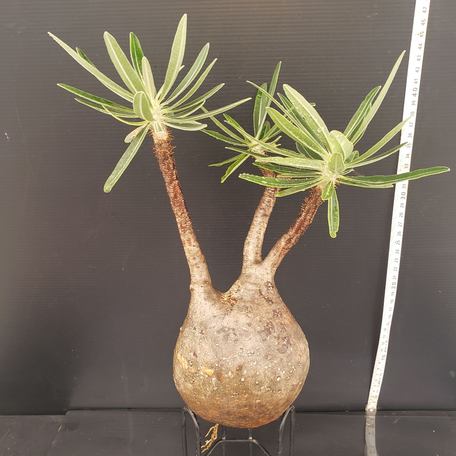 k*e様 パキポディウム　グラキリス W237【自社養生発根株】Pachypodium グラキリス（ML）（現地球