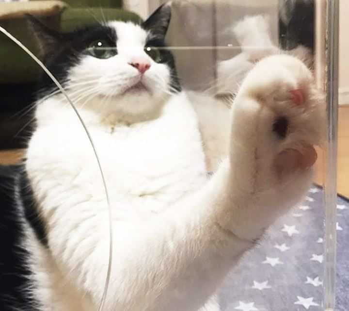 ピンク