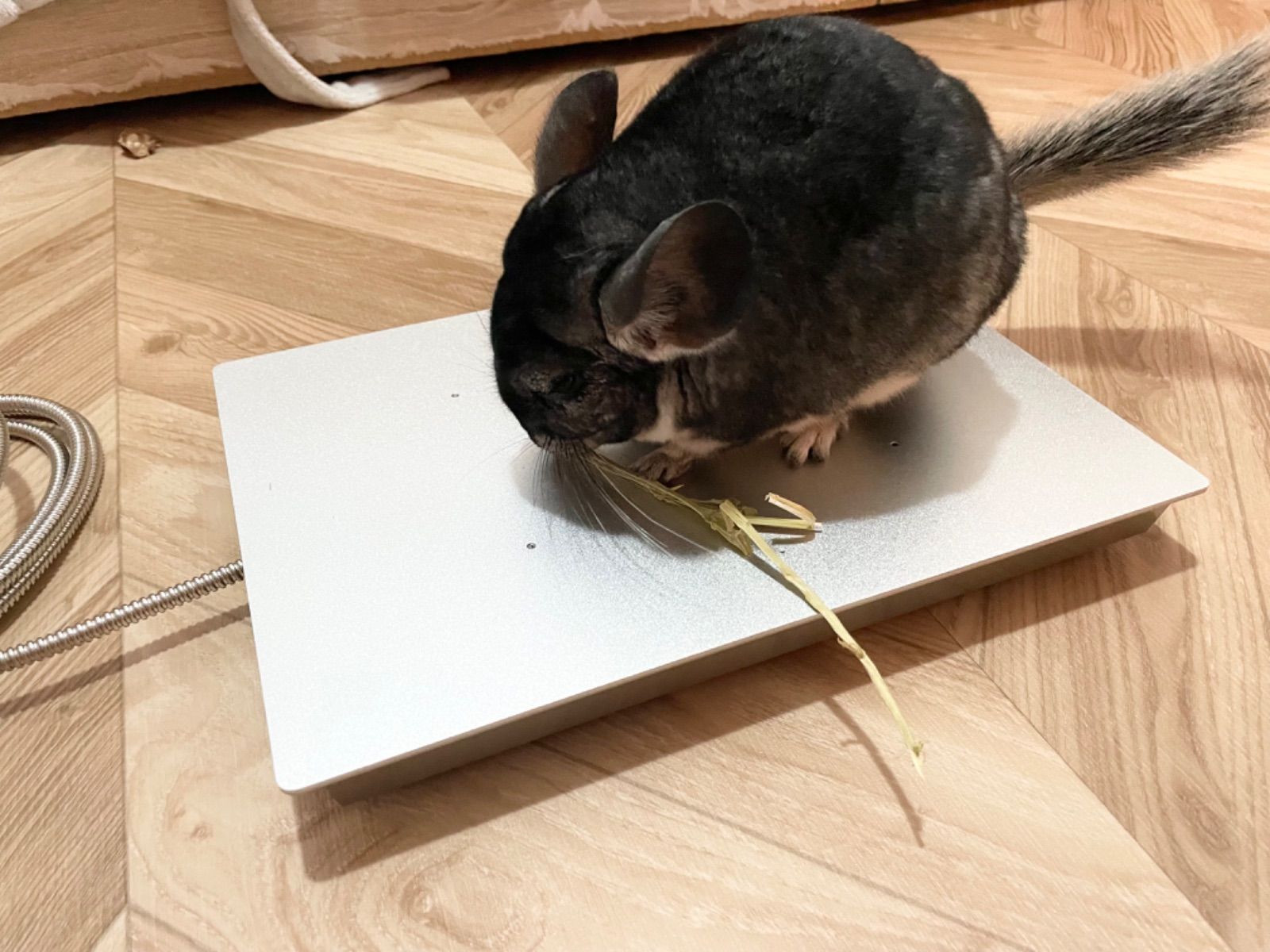 小動物用ひんやりプレート