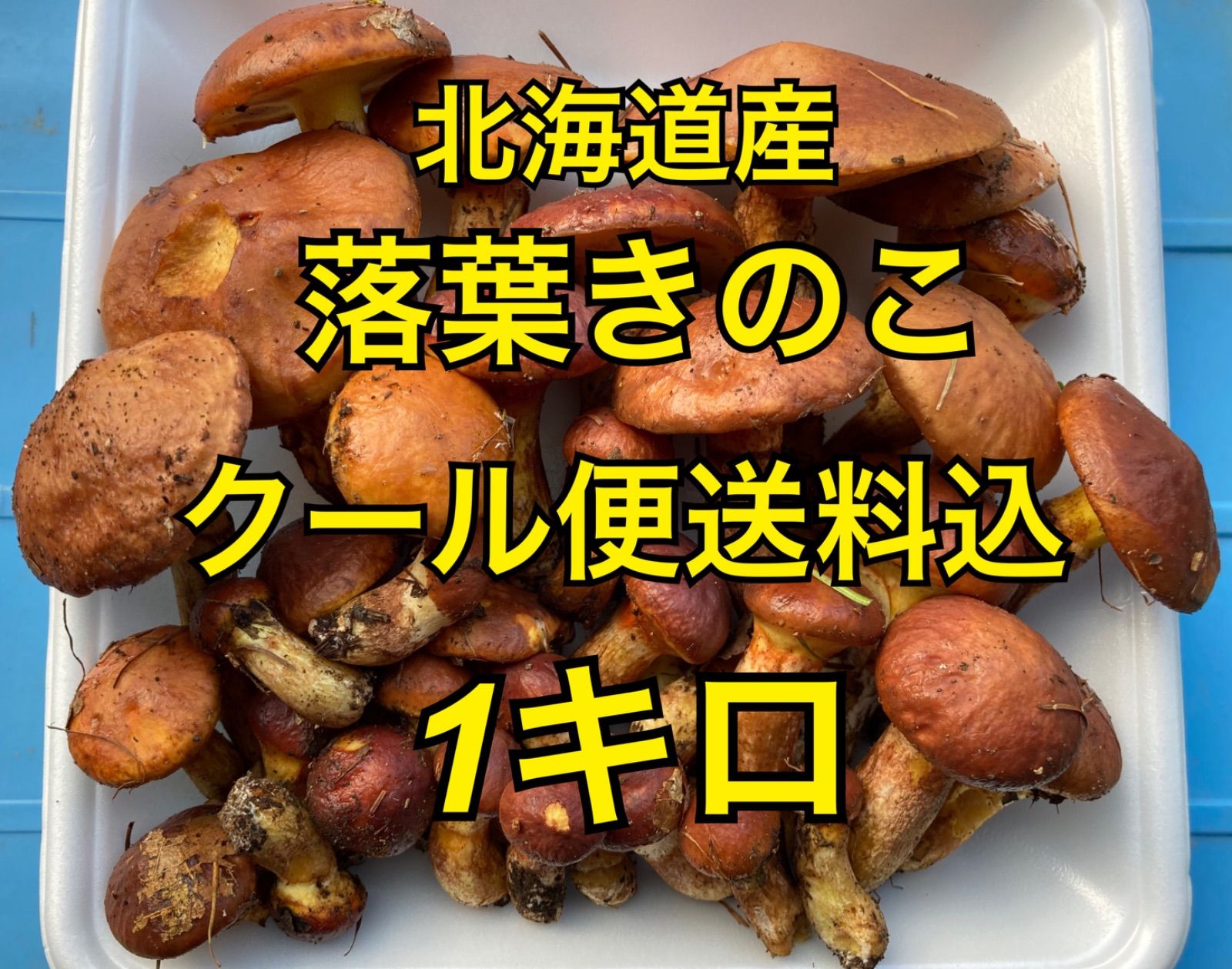 北海道産 落葉きのこ1kgクール便発送