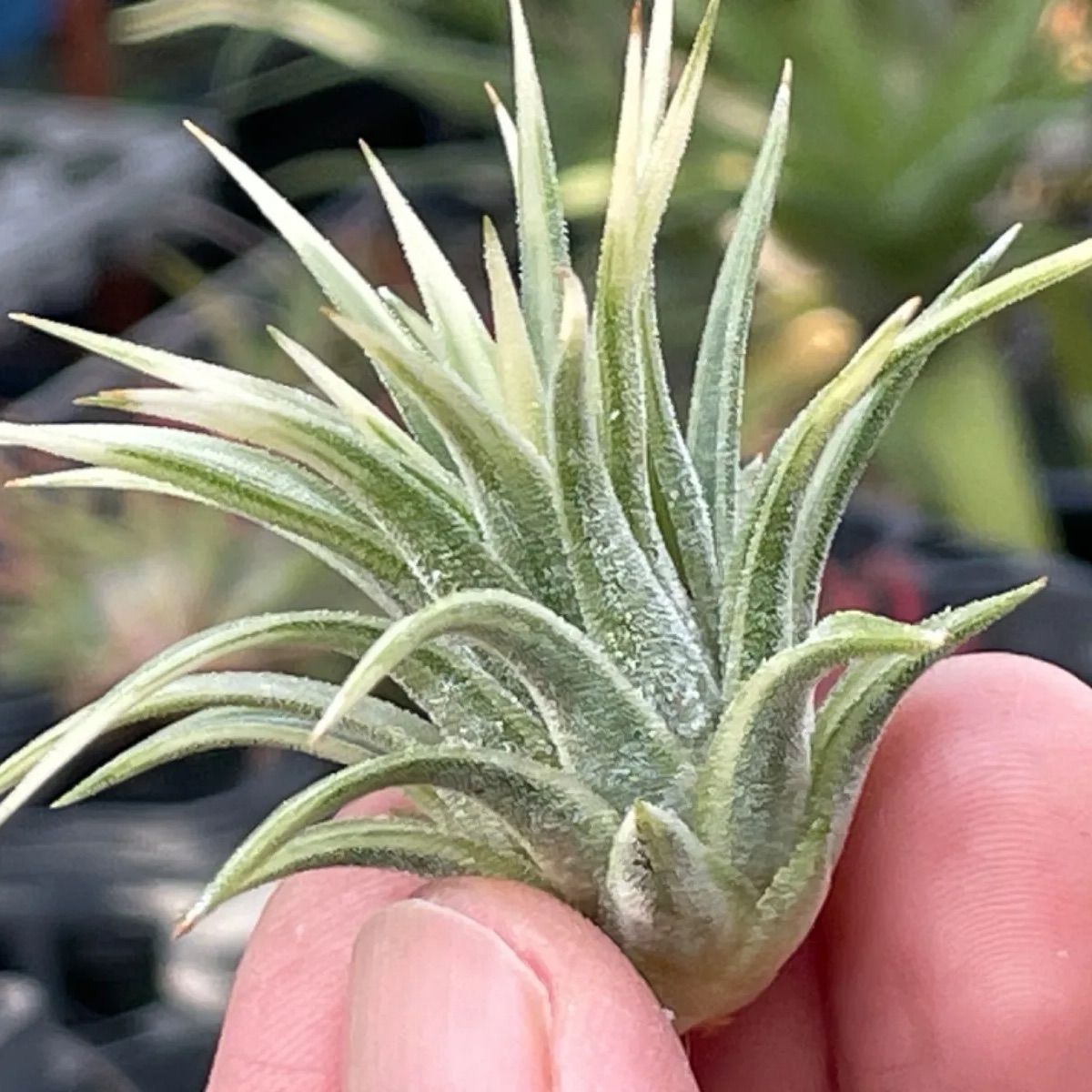 チランジア イオナンタ アルボマルギナータTillandsia ionantha