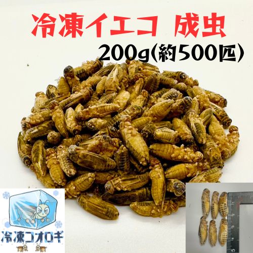 【冬SALE】冷凍クロコML約2000匹1kg冷凍コオロギ 8d5fe2c8a7c8a926ceaace97ab2796