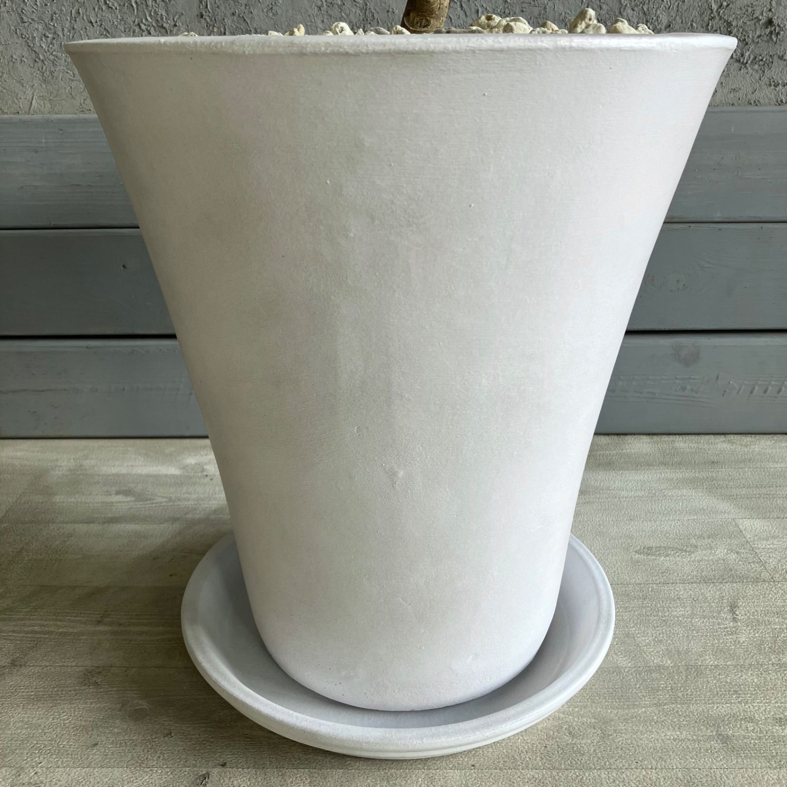 みたらち様専用 大型 美形 曲がり仕立て フィカス アルテシマ 9号