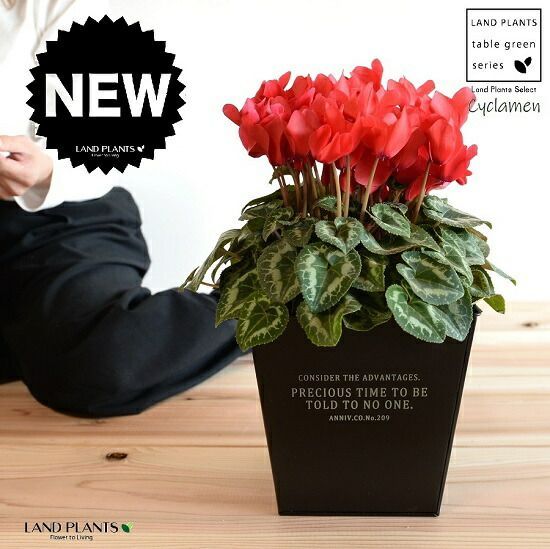 プロテアとニゲラのナチュラルブーケ キングプロテアのナチュラル