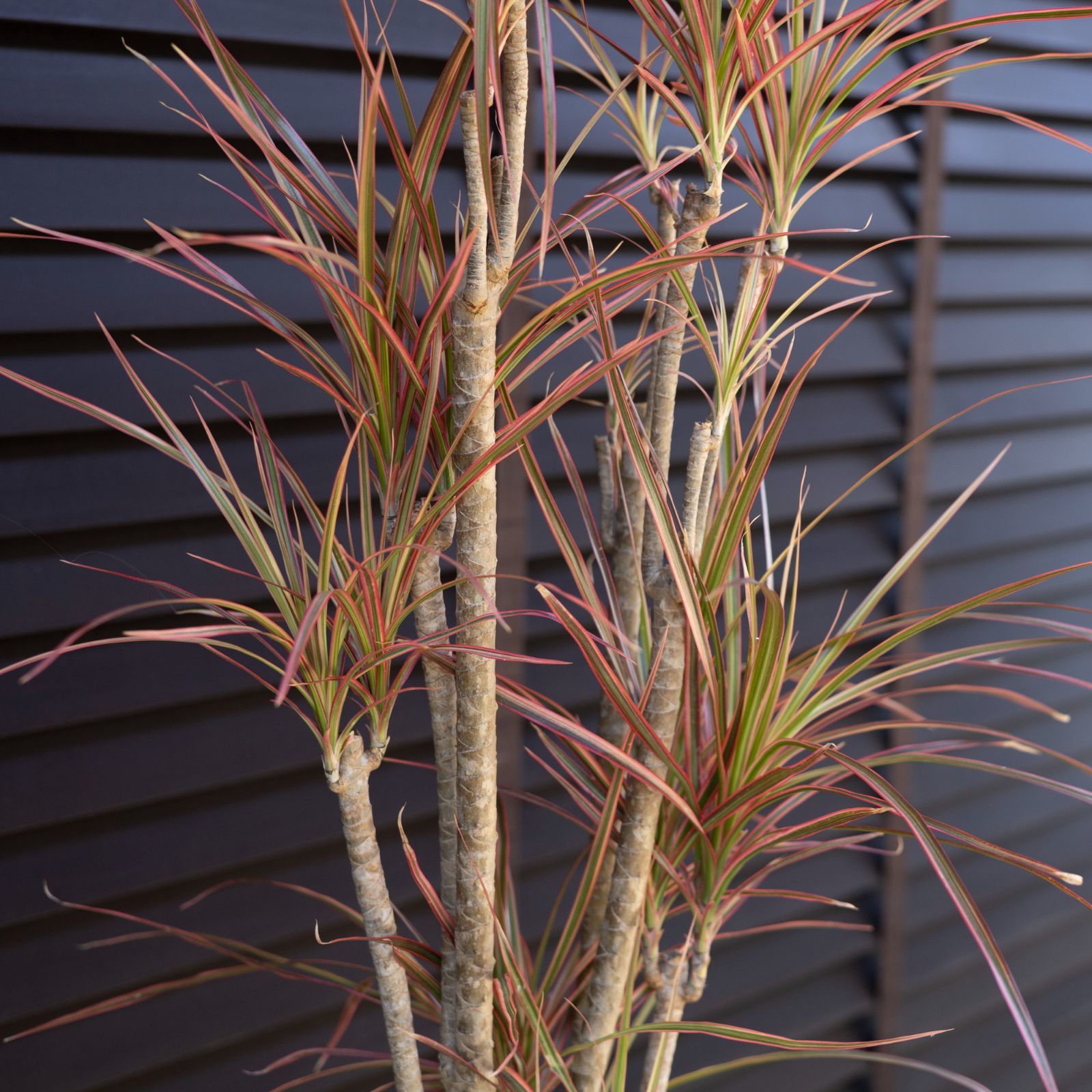 ドラセナ コルジリネ レインボー 陶器鉢 ユッカ ドライガーデン 観葉