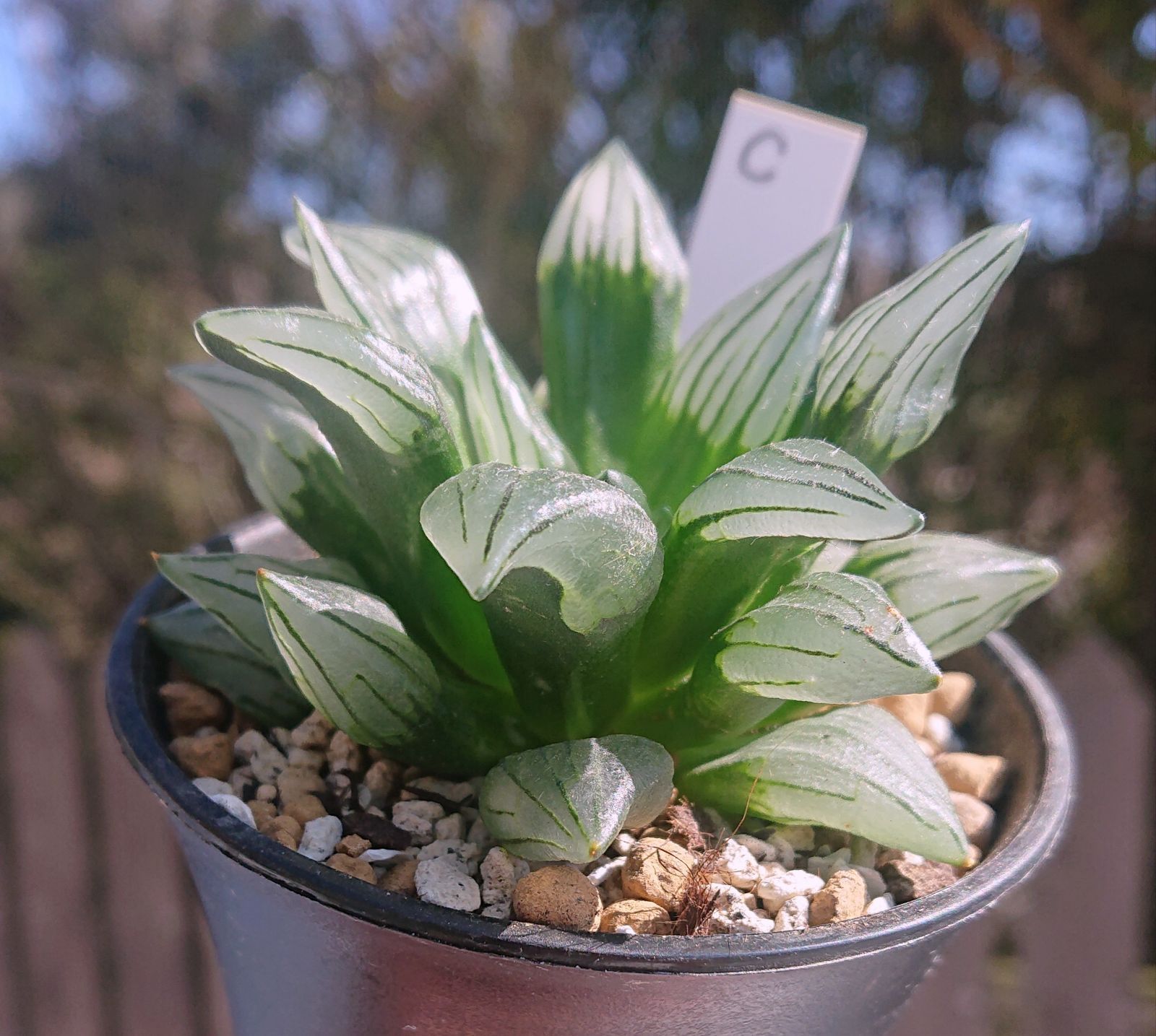 多肉植物 ハオルチア アトロフスカミュータント錦 ついにミュータント錦をお迎え💕｜園芸日記byぷぅ｜みんなの趣味
