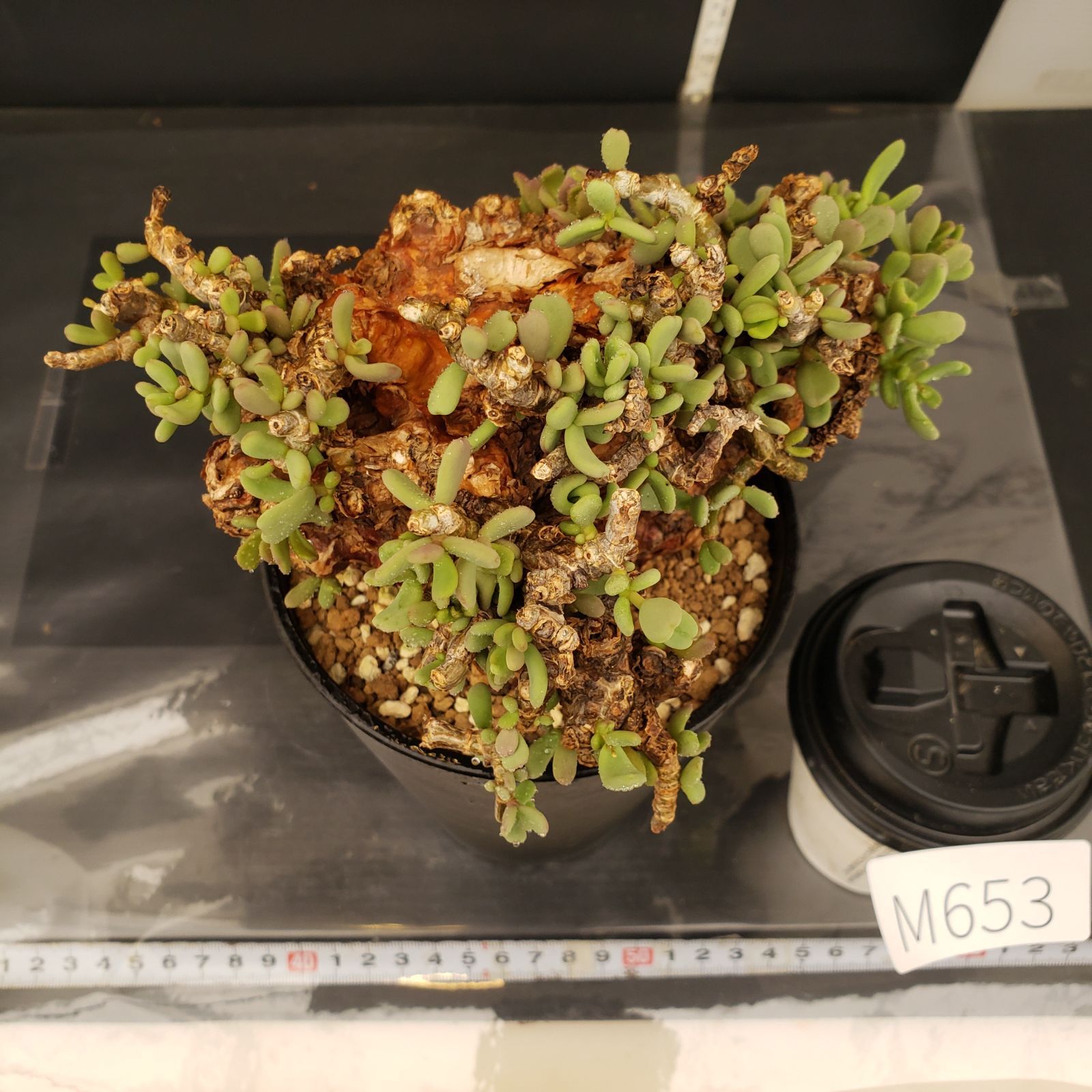 ち*ぱ様 ケラリア ピグマエア現地球 大株 アフリカ直輸入 21PC M653【自社養生株】ケラリア ピグマエア（現地球・発根株