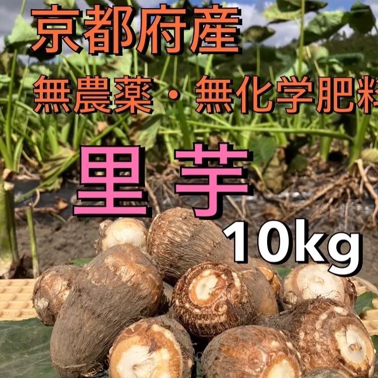 のっぽねっとりおいしい里芋10キロ(箱込み)京都府産農薬不使用有機肥料栽培 おおふくの里芋10キロ 〜ねっとりおいしい！〜 京都府産農薬不