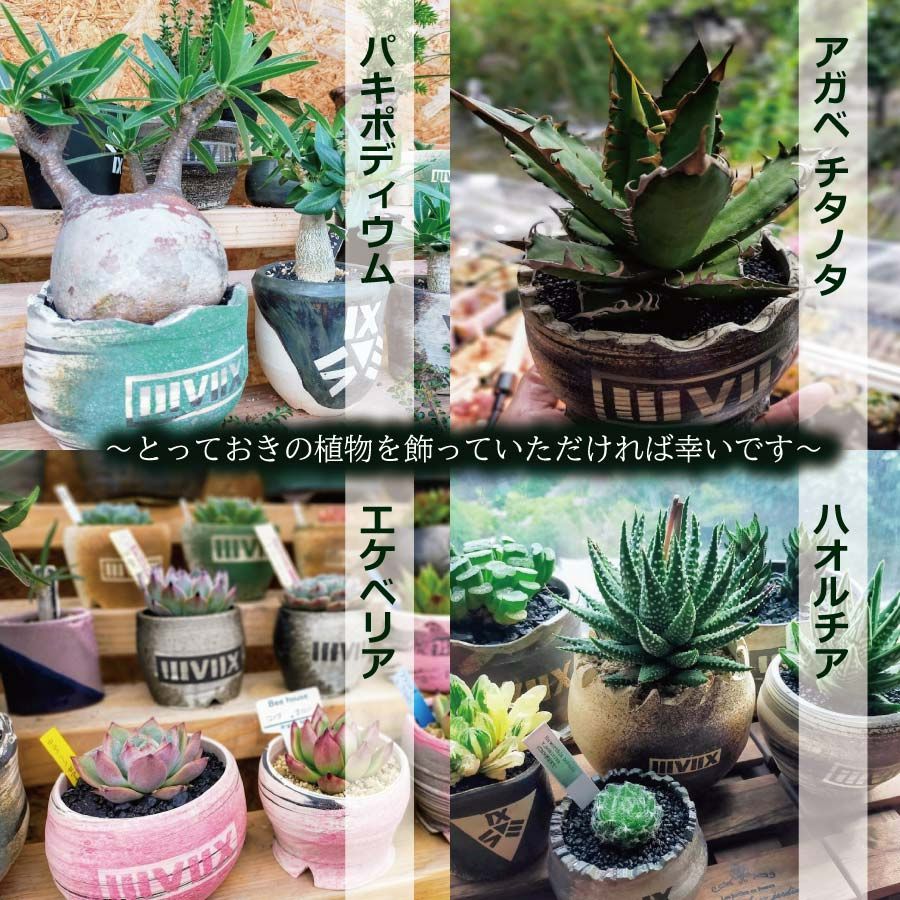 買い保障 陶器鉢 手作り鉢 チタノタの鉢 アガべ 植物/観葉植物 
