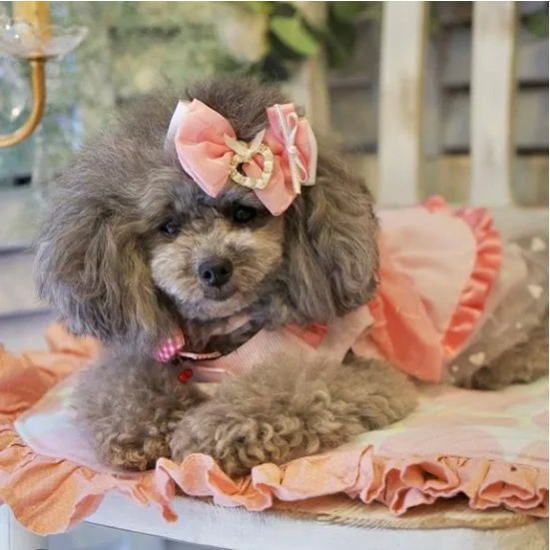 アトリエgg フルーツプリントキャミ（25） アトリエgg フルーツプリントキャミ（25） GG MADE IN TOKYO