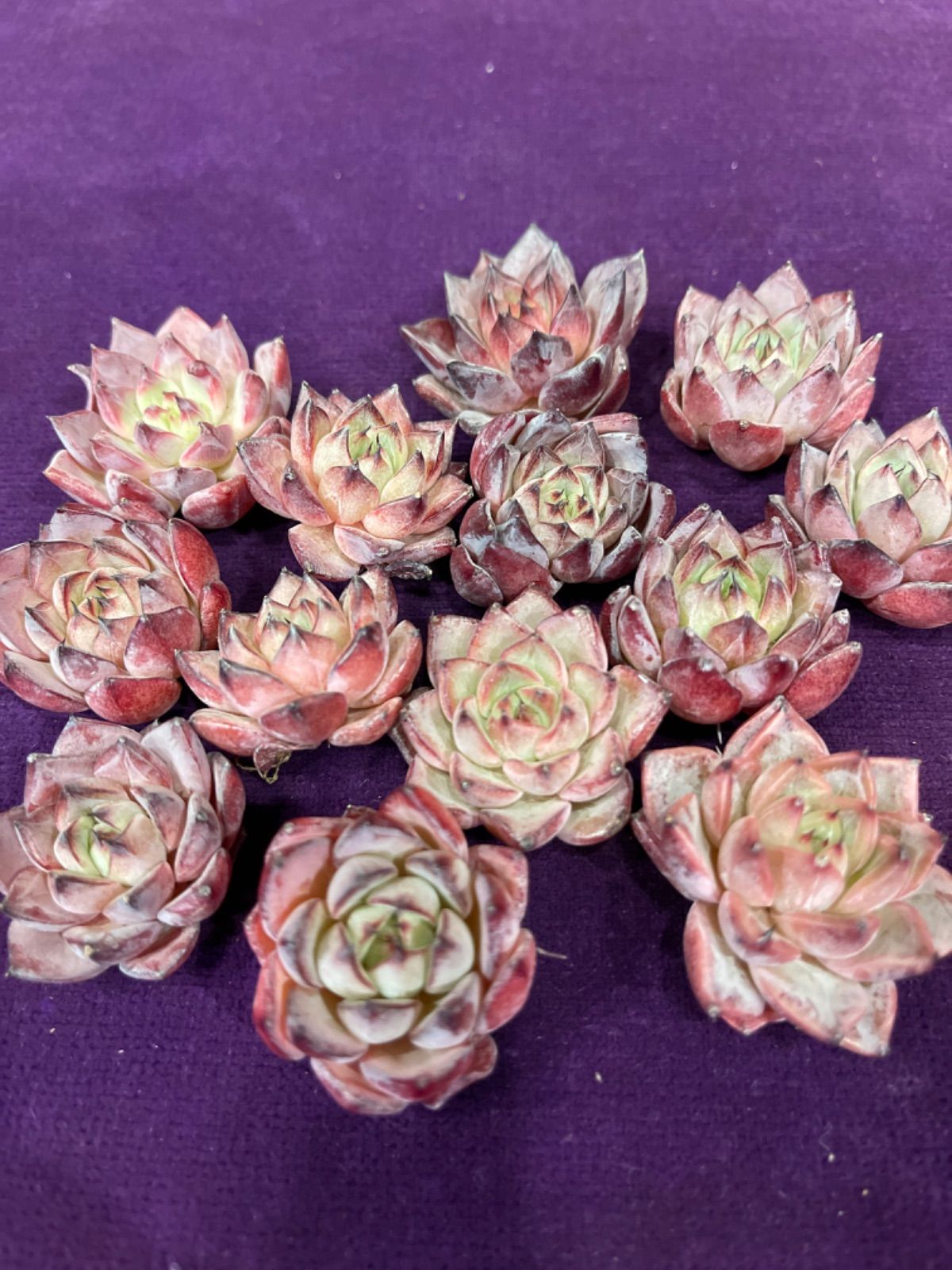 多肉植物 韓国苗ブルーハイヒール