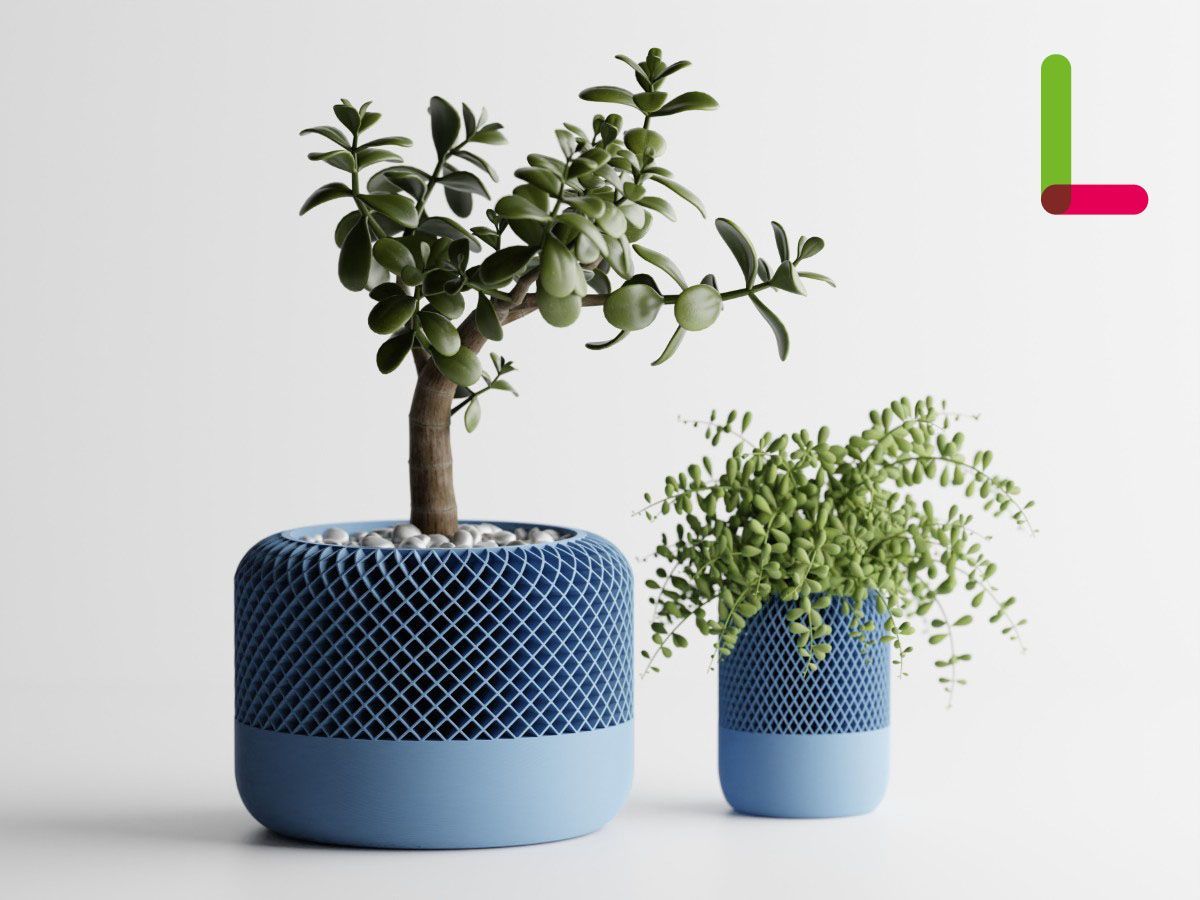 実生で楽しむケヤキ盆栽・実生記録｜ベランダで楽しむミニ盆栽の欅盆栽