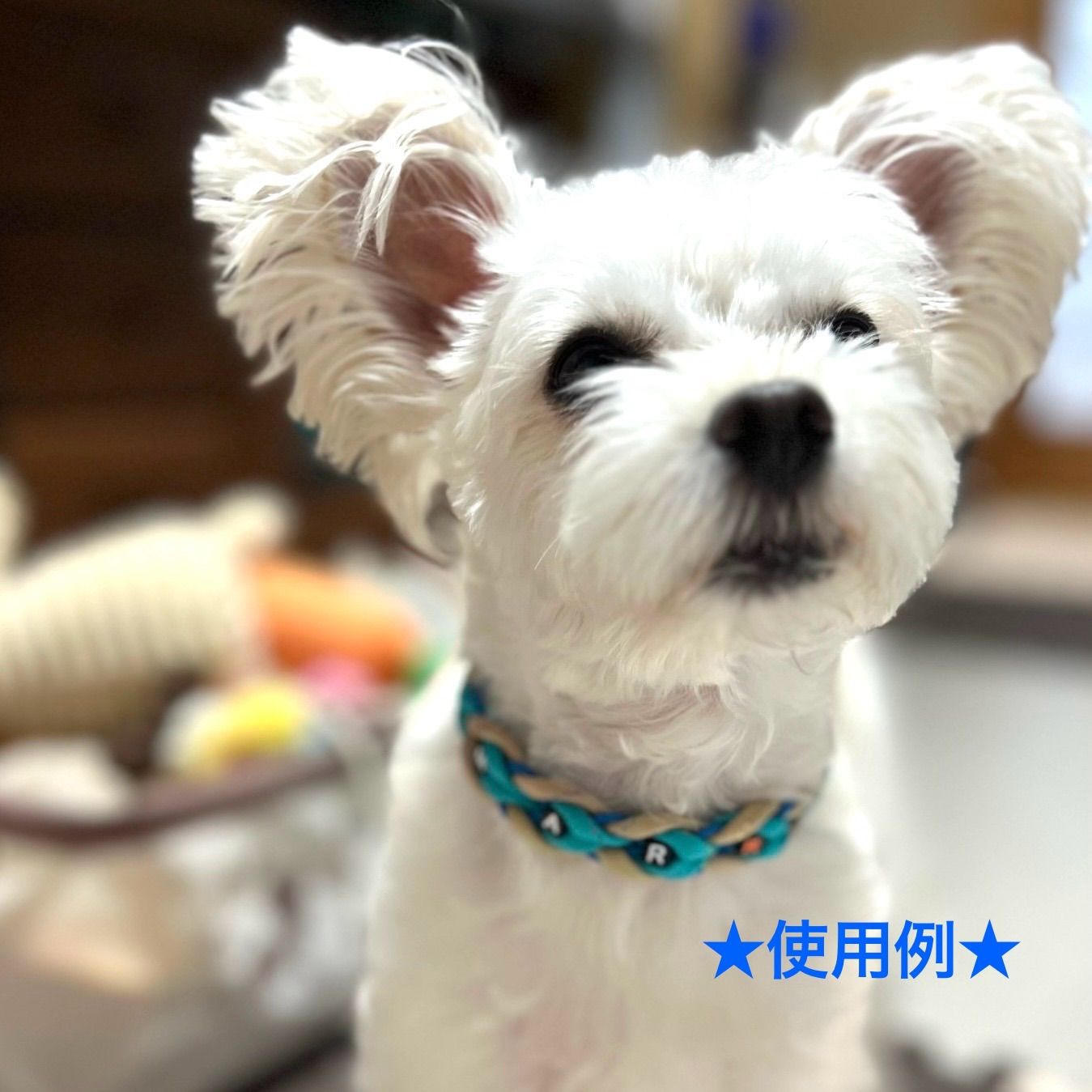 ぶんちゃん、フラワー柄(ブラック②)わんちゃん猫ちゃん用襟つき首輪 ぶんちゃん様専用、フラワー柄(ブラック②)わんちゃん猫ちゃん用