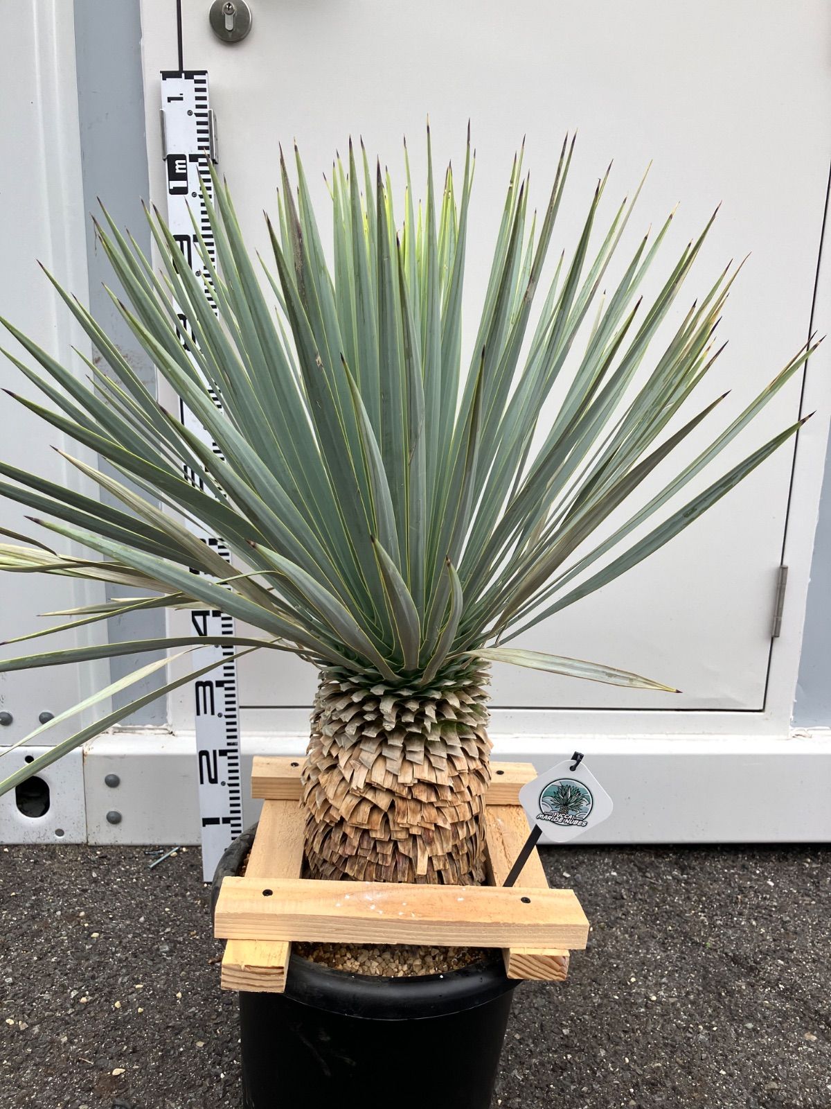 ユッカ マルデヌベス 分頭 マルデヌベスver.リギダ 分頭 マルデヌベス