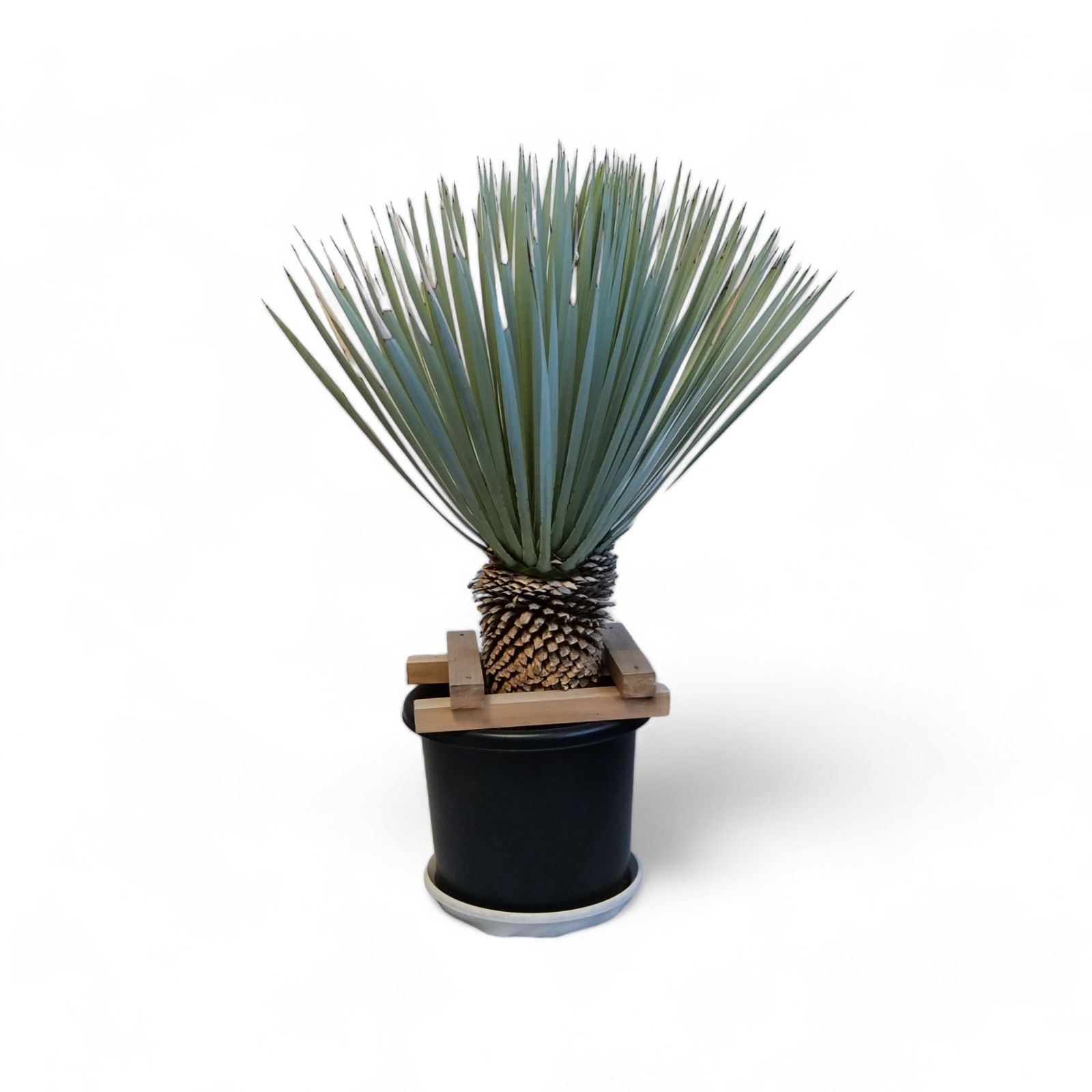 ユッカロストラータ　ベアルート株 ユッカ ロストラータ ハイブリッド ベアルート株 発根済 Mサイズ ①