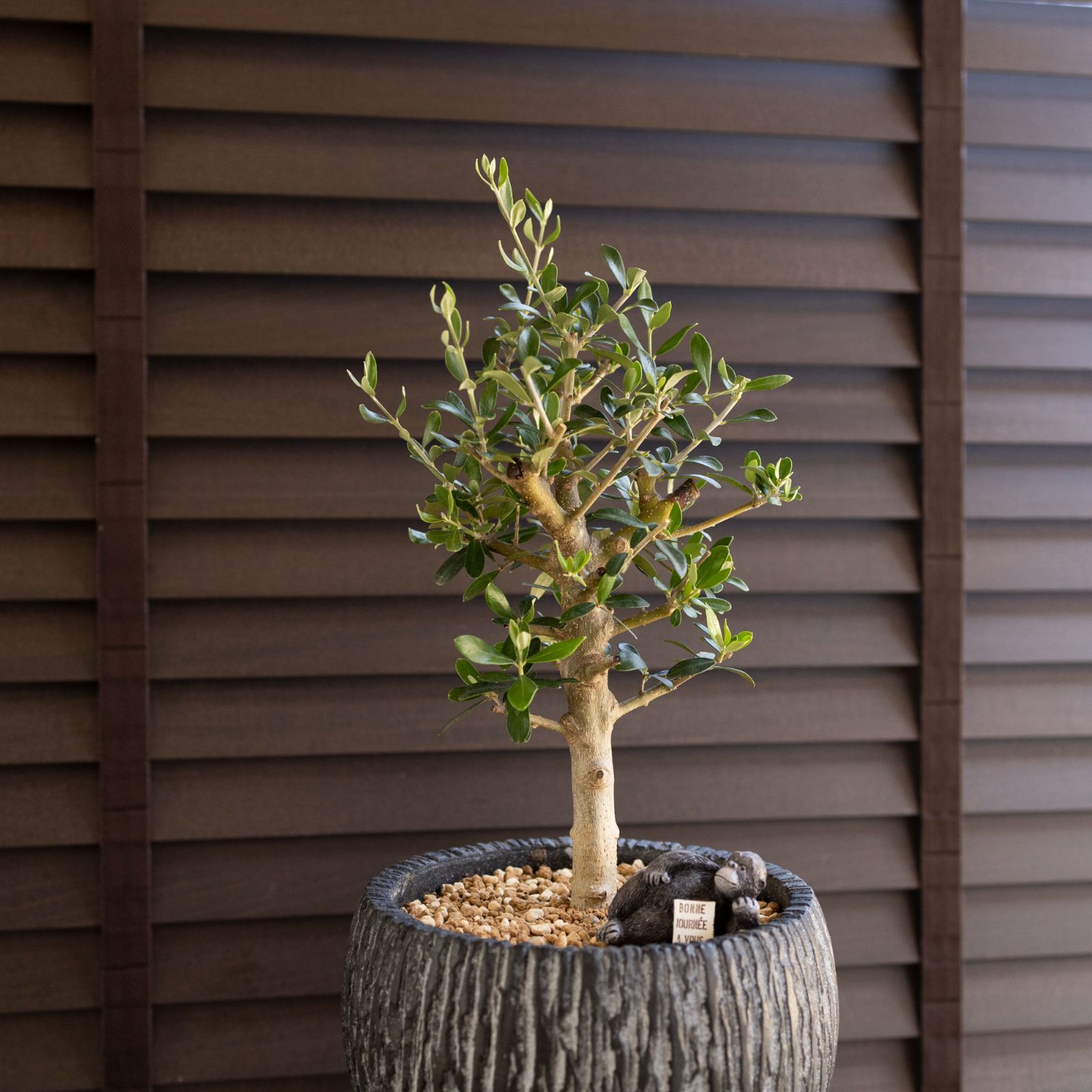 オリーブ　souju 【シプレッシーノ】　天然苔盆材仕立て　陶器鉢　植え込み発送 オリーブの木 souju シプレッシーノ 天然苔 盆栽仕立て 陶器鉢