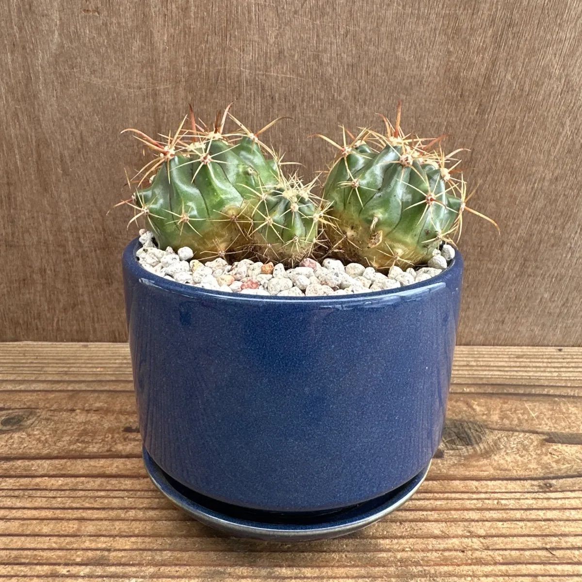 サボテン 不明種 青陶器鉢 現品 観葉植物 観葉 植物 多肉植物 多肉