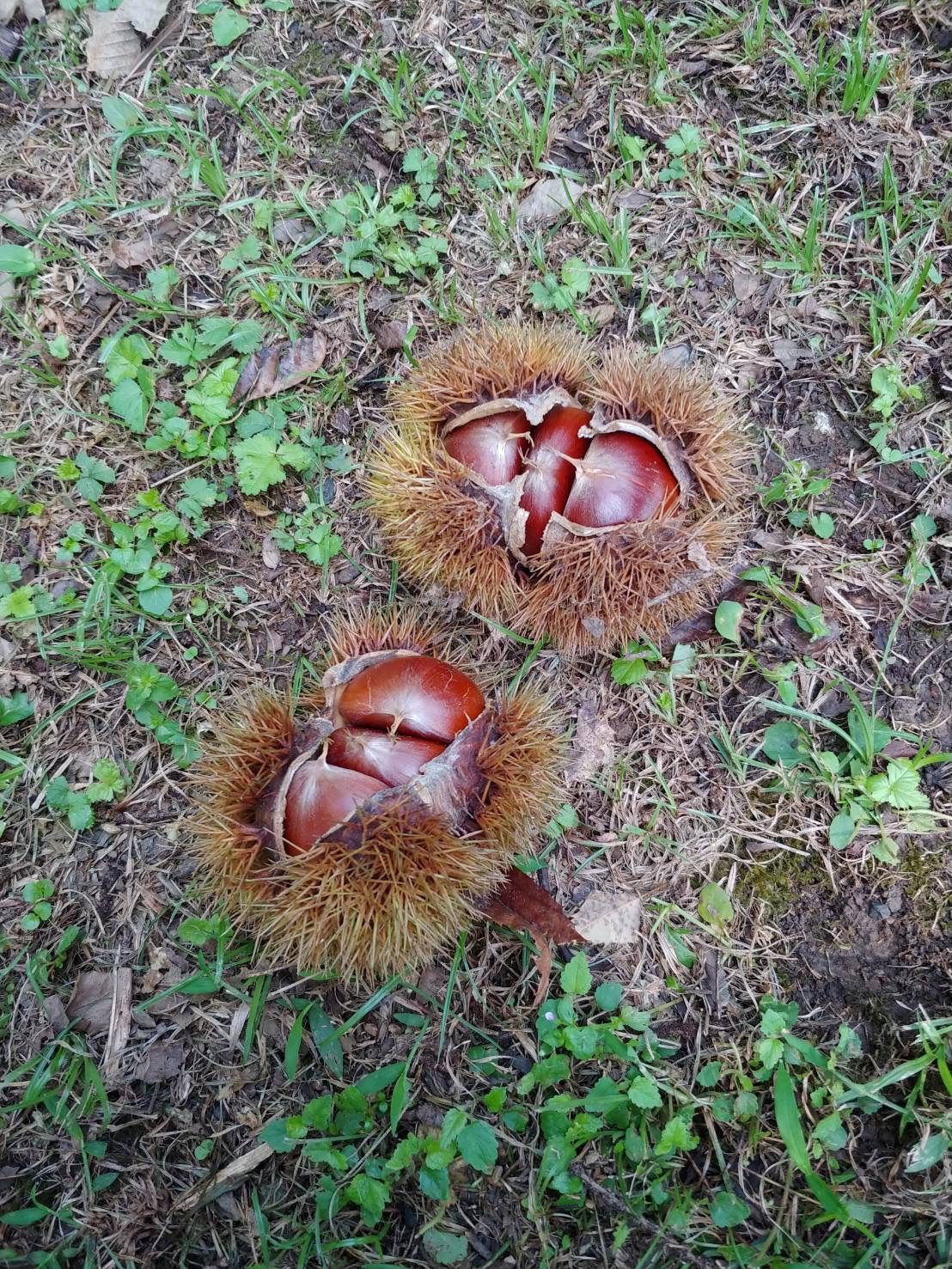 熊本県産 大粒 生栗 栗 銀寄 1.0kg まゆみ農園 - 通販 - hanackenovinky.cz