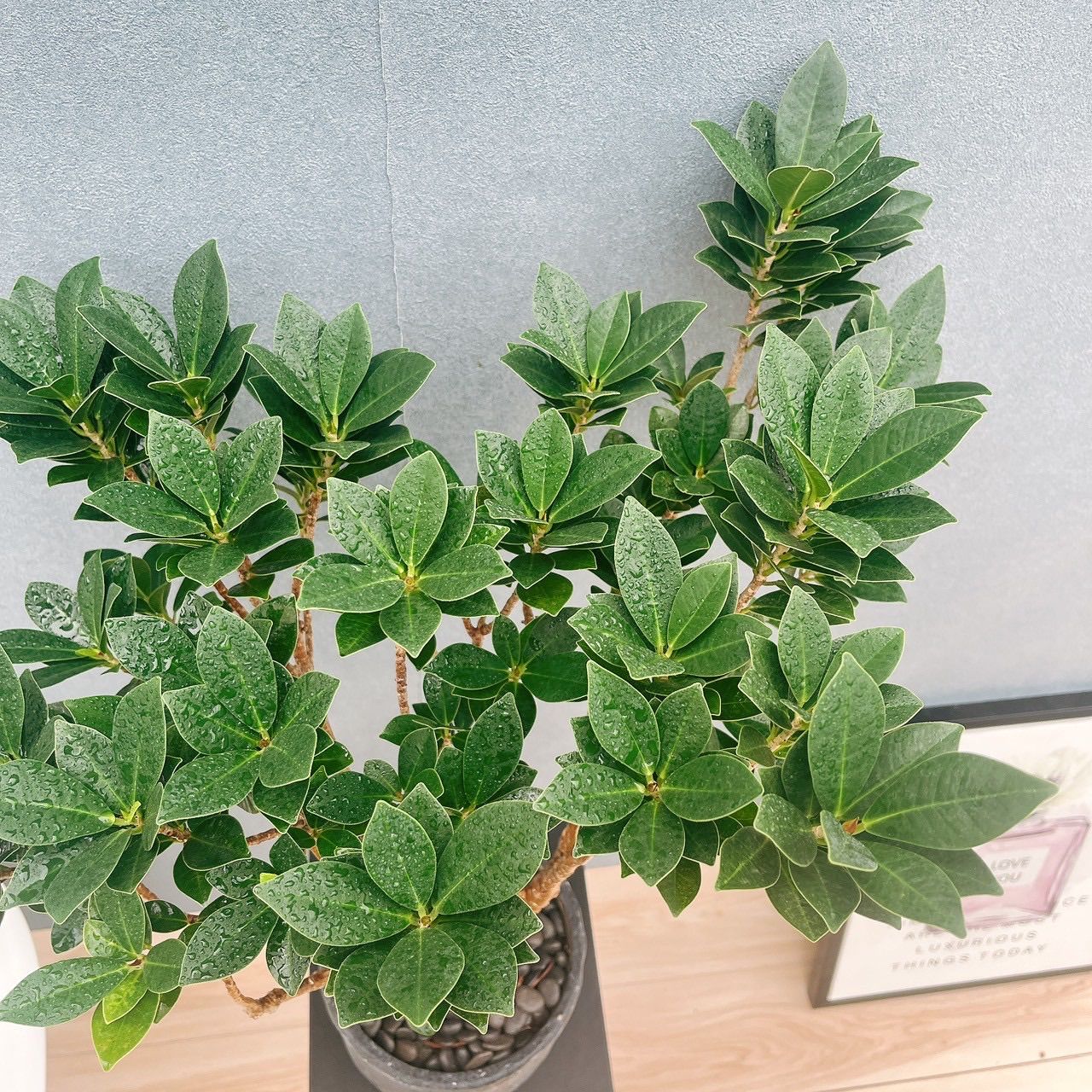 多幸の木 おしゃれ