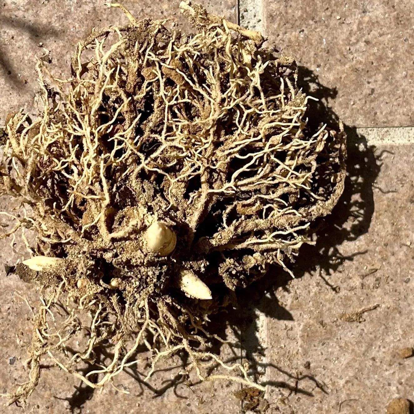 ギボウシ ホスタ 斑入り 抜き苗 芽5個 - メルカリ