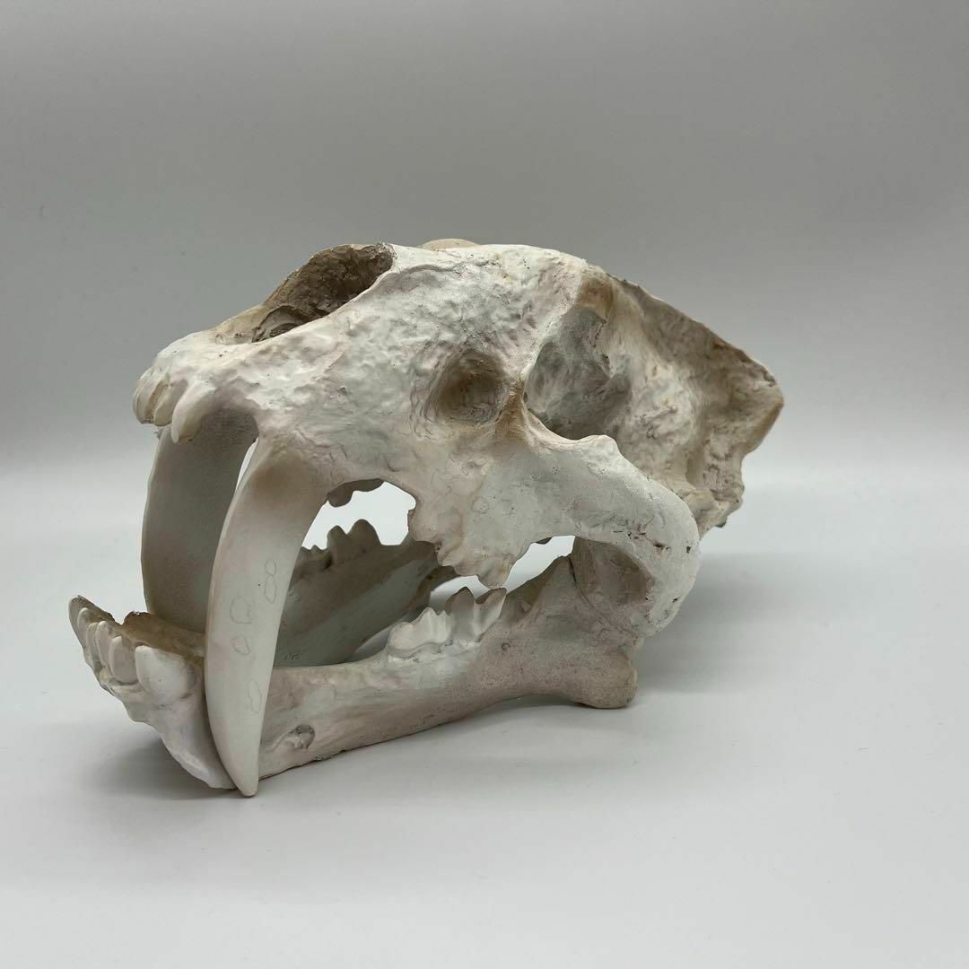 一番最安サーベルタイガーの骨格・化石　ディスプレイ台座付き置物インテリア飾り装飾品彫刻像ホームデコアニマル動物博物館剣歯虎頭蓋骨スカル オブジェ