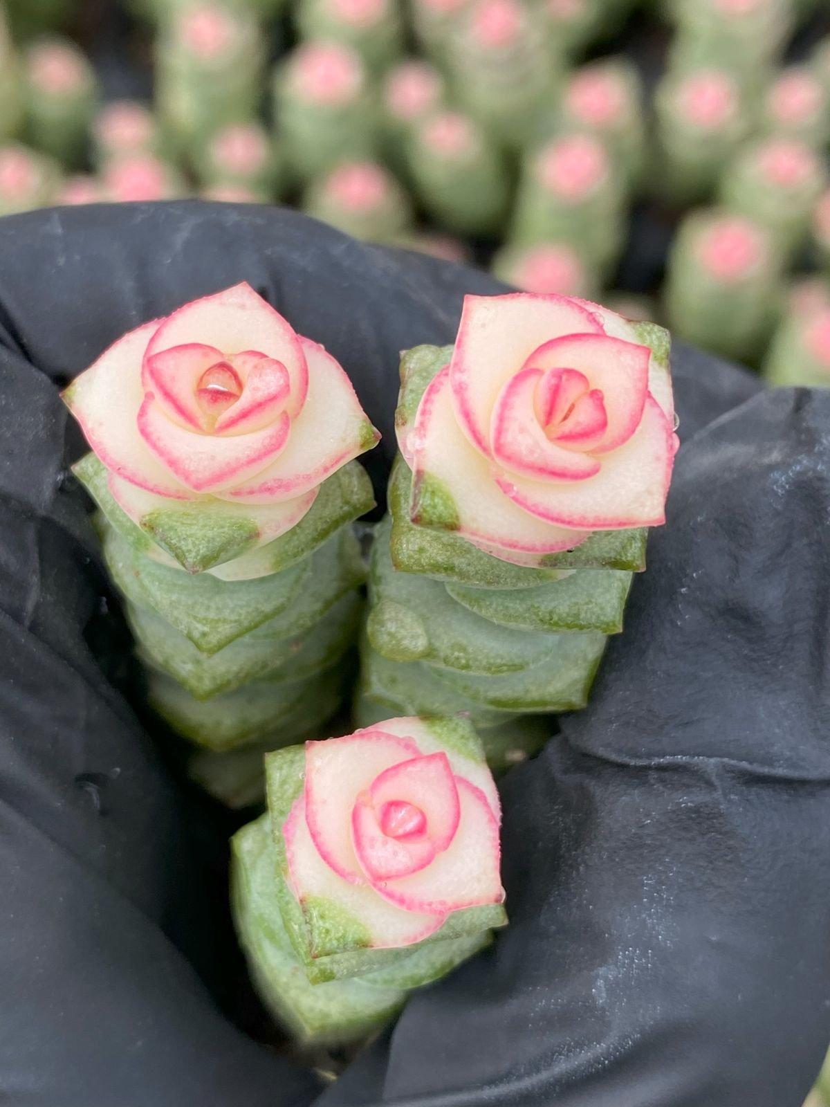 そのまま飾れる多肉植物寄せ植え　ミニ　管理書付 そのまま飾れる多肉植物寄せ植え ミニ 管理書付 そのまま飾れる