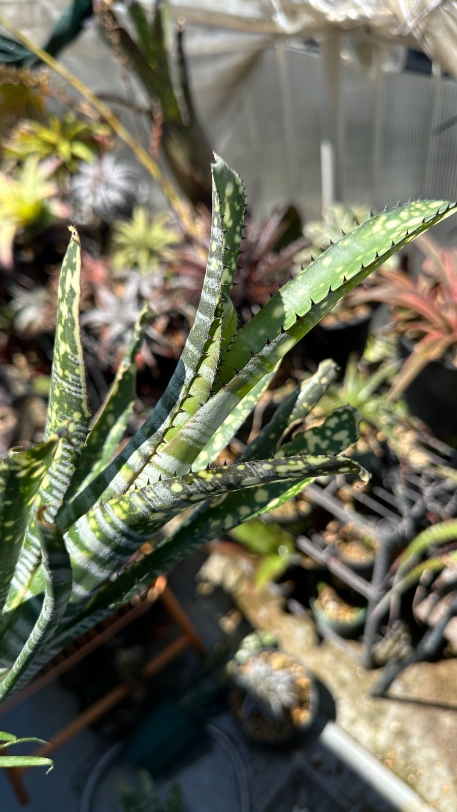 Billbergia 'Limestone' Billbergia Lime Stone Billbergia 'Limestone