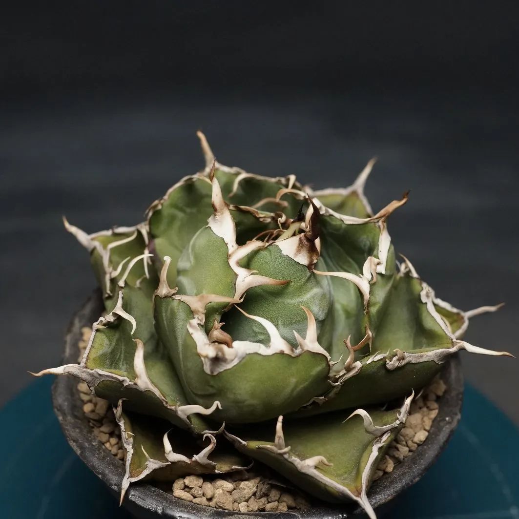 アガベ チタノタ