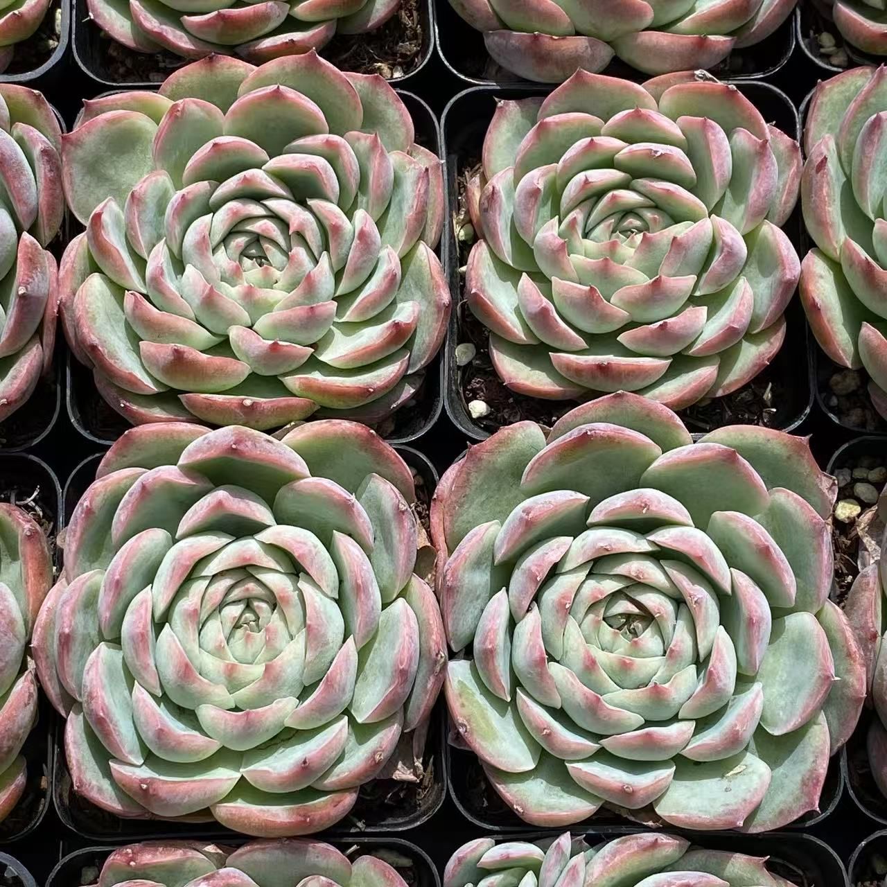 抜き苗 シルエット ZM1574×35株 ふっくら 多肉植物 エケベリア
