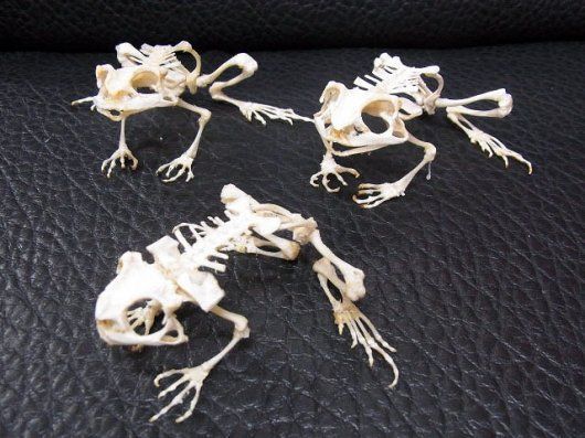 ヌマガエル（Cricket Frog）の骨格標本 B級品 ヌマガエル（Cricket Frog）の骨格標本 【公式通販】