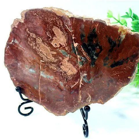 綺麗な化石 天然木 化玉原石