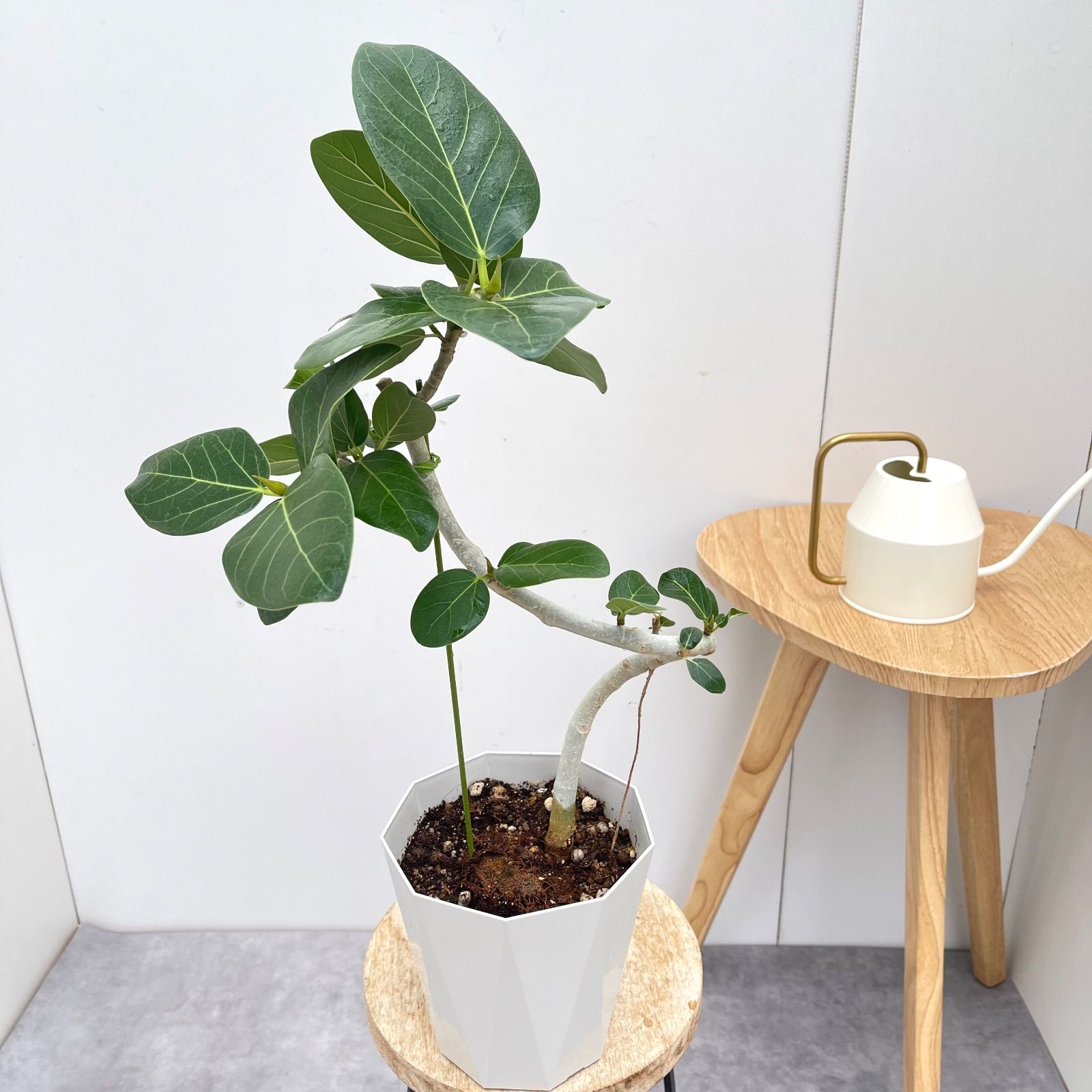 フィカス ベンガレンシス 曲がり 5【現品】観葉植物 室内 5号