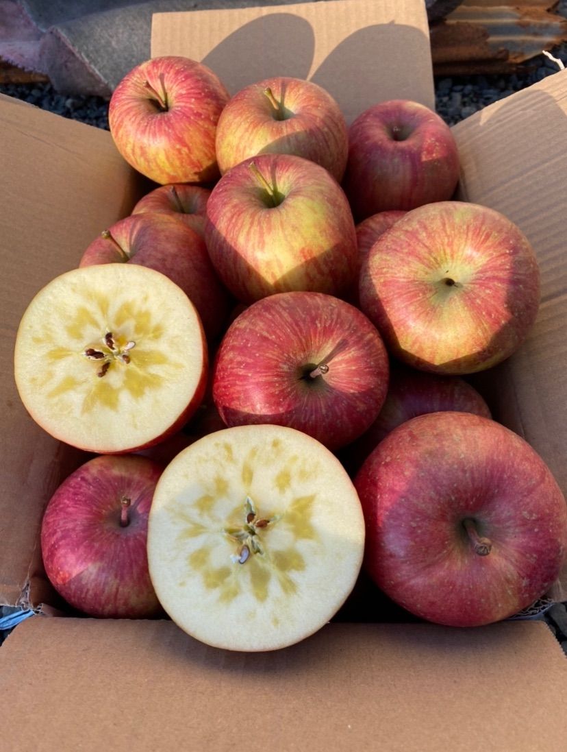 青森県産りんご葉取らずさんフジ家庭用10キロ サン ふじ りんご